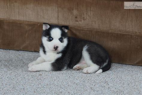 Husky puppies are mischevious and loyal pack animals. Siberian Husky puppy for sale near South Bend / Michiana, Indiana | 450edf7f-baa1