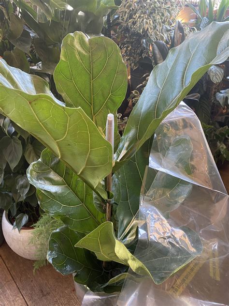 Fiddle Leaf Fig In The Garden
