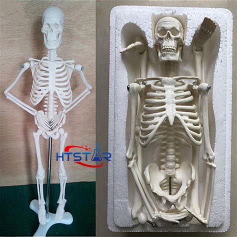 Human Skeleton Model 45cm Biological Teaching Models With Plastic Base ...