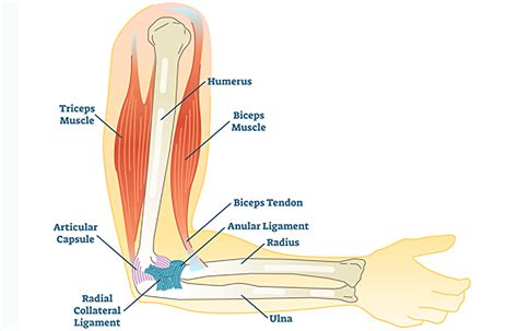 Elbow Anatomy Diagram