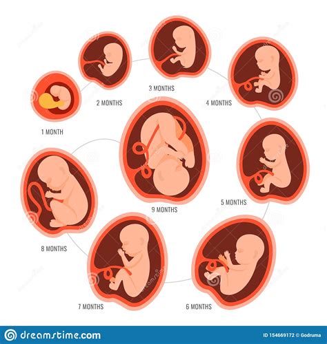 First trimester (one to 13 weeks). Fetal Development Chart Vector Illustration ...