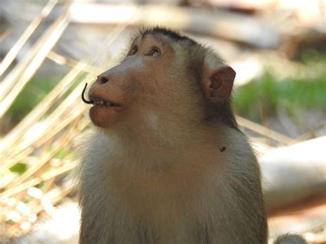 Rat Eating Monkeys Hold Promise For Sustainable Agriculture Medill