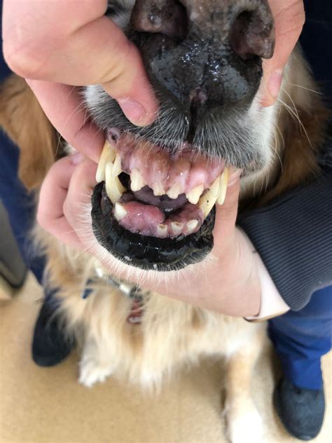 Lloyds Story Canine Oral Squamous Cell Carcinoma Managed With