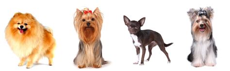 Group Spotlight The Toy Group And 5 Breeds You Might Not Know About