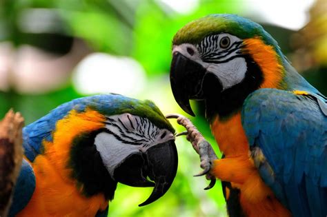 Start studying tropical rainforest animals. Amazon rainforest birds pictures - Just for Sharing