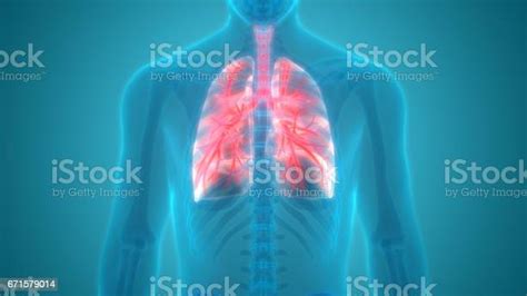 Human Body Organs Posterior View Stock Illustration Download Image