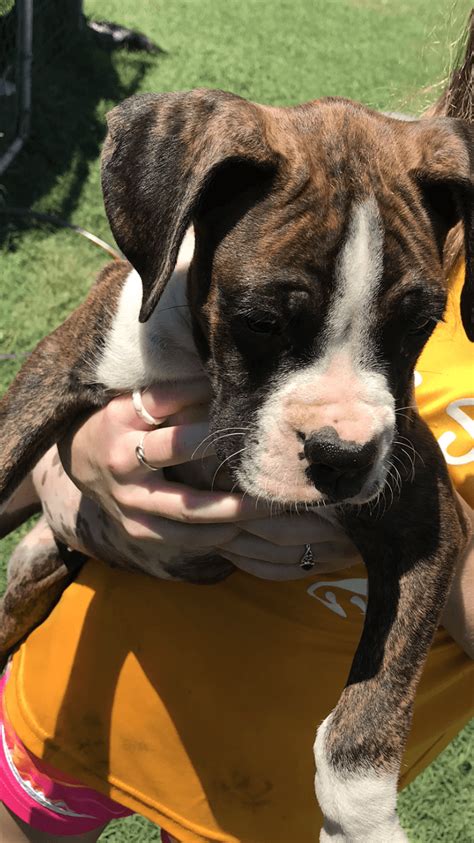 She loves being outside, running, cuddles, treats, and nap time! Boxer Puppies For Sale | Sumter, SC #303485 | Petzlover