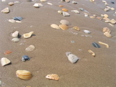 Big Shell Beach Is The Best Beach In Texas To Collect Seashells Best