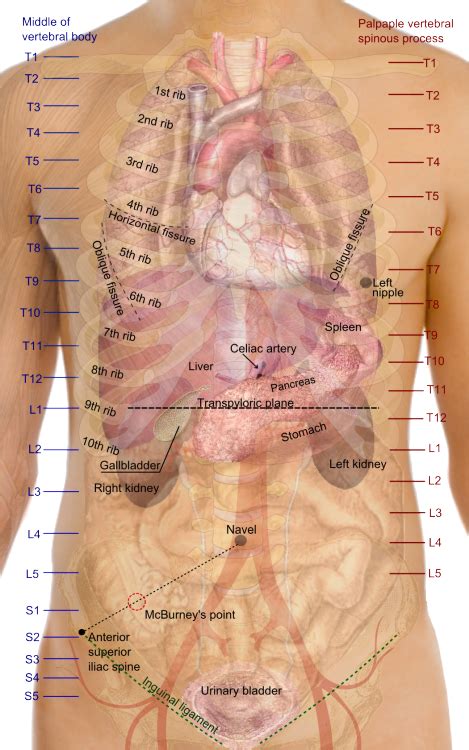 Many cases of rib cage. Medical School • Surface projections of the major organs of the...