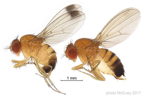 Spotted Wing Drosophila Drosophila Suzukii Ufifas Pest Alert