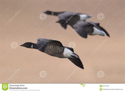 Brent Or Brant Geese In Flight Close Up Stock Photo Image Of Flight