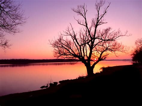 Silhouette Of Bare Tree Near Body Of Water During Sunset Hd Wallpaper