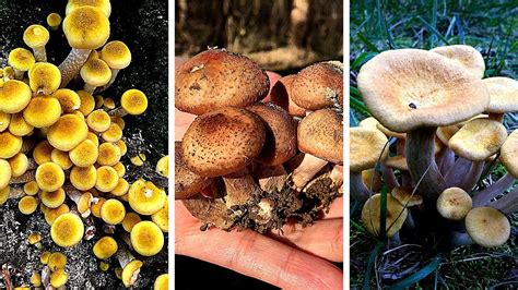Edible Honey Mushroom Identification