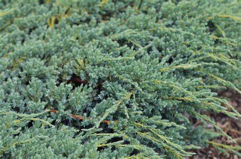 Creeping Juniper Juniperus Horizontalis Care And Growing Guide