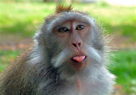 Most Funniest Monkey Face Pictures That Will Make You
