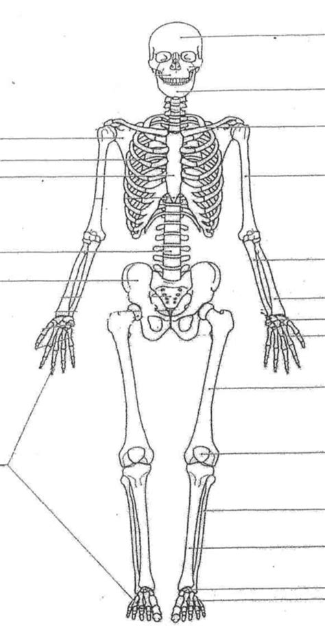 Human Skeleton 206 Bones Diagram Quizlet