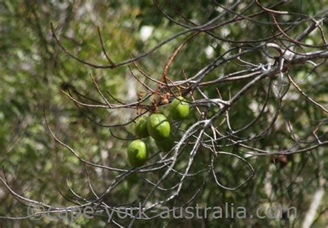Kapok fiber comes from the pod which is the fruit. Cape York Plants