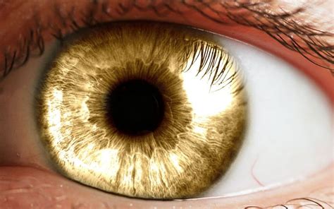Amazing Color Like Spun Gold Gold Aesthetic Golden Eyes Eye Color