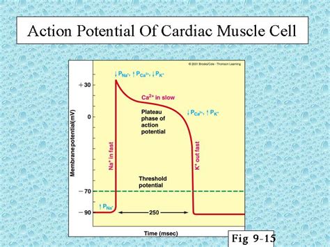Action Potential Of Cardiac Muscle Cell
