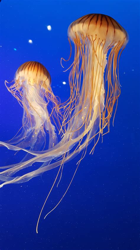 10 Scary Facts About The Australian Box Jellyfish Discover Walks Blog