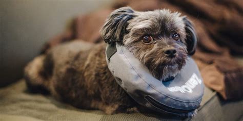 The Best Pet Insurance | Reviews by Wirecutter