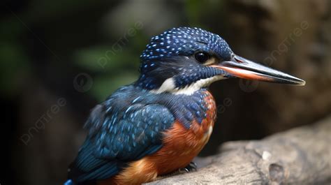الرفراف الأزرق والبرتقالي في غابة نهرية طائر الرفراف ذو اللون الأزرق