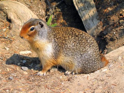 Columbia Ground Squirrel Urocitellus Columbianus In The Rocky