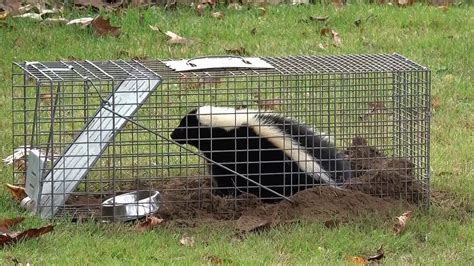 How To Remove Skunk From Havahart Trap From A Safe Distance Youtube