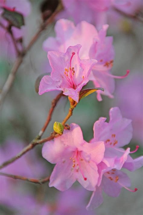 Blossoms Purple Nature Free Photo On Pixabay Pixabay