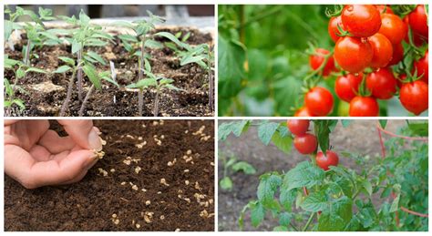 How To Grow Cherry Tomatoes From Seeds Sowing Seeds Right