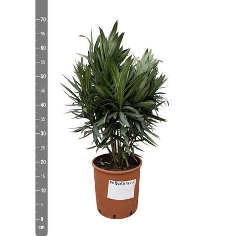 Nerium Oleander Bush 100cm Green Bubble