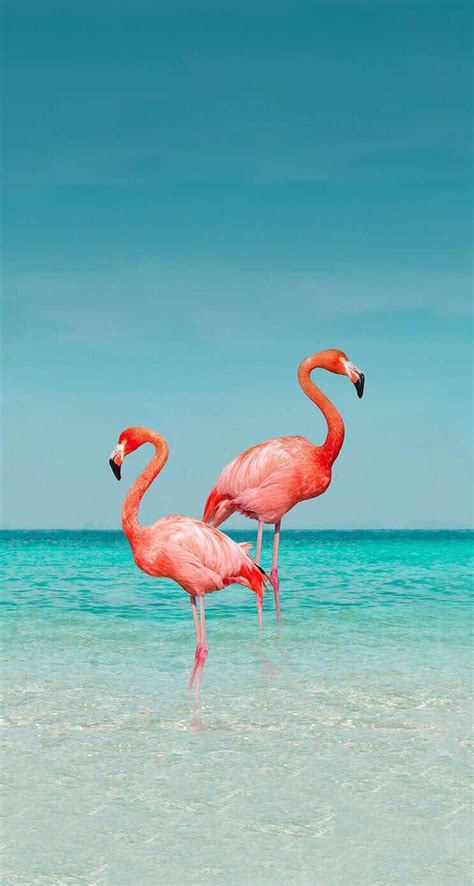 Iphone And Android Wallpapers Flamingo Wallpaper For Iphone And Android