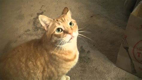 Fetching tails foundation works to give vulnerable, homeless dogs new leases on life. Purd Manx Cat FETCH ! Cute! - YouTube