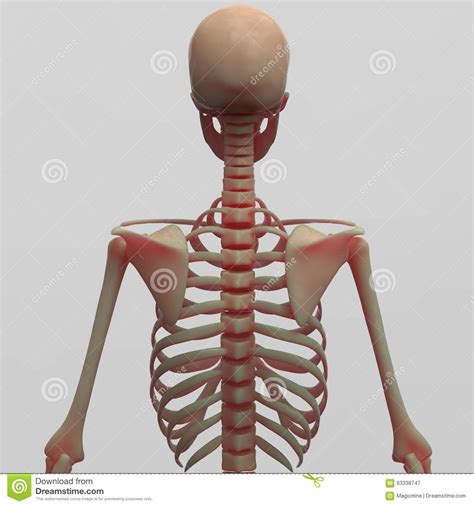 We will then look at a few examples of how to construct a drawing of the human back that. Human Skeleton Back Side View Stock Illustration - Image ...