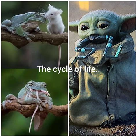 Baby Yoda Meme Frog Images Babyyodaabout