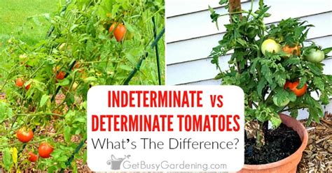 And once they have completed their cycle, they will not produce more blooms or fruit beyond that period of time. How To Tell Determinate vs Indeterminate Tomatoes - Get ...