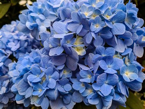 14 Beautiful Hydrangea Varieties