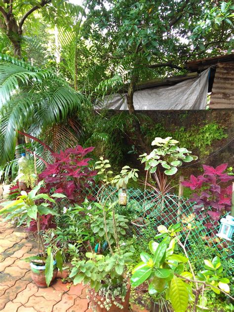 Adapting To Shade In A Tropical Garden Finegardening