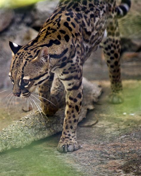 Ocelot Texas Animals Endangered Animals Small Wild Cats