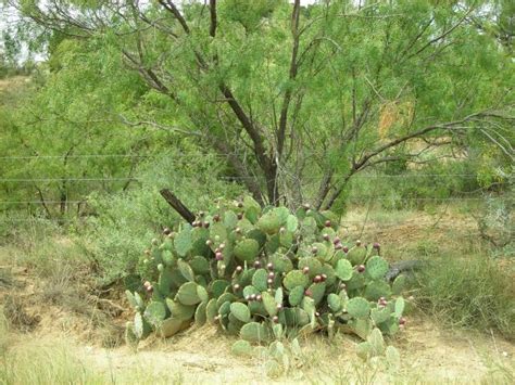 Dallas Texas Mesquite Tree Margorie Spriggs