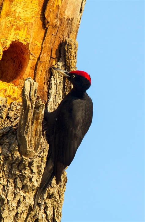 Woodpeckers Of Europe Gallery Black Woodpecker