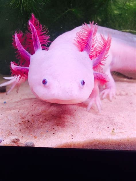 Pin By ɪᴛs ᴀ ᴅʀᴇᴀᴍ On животные Axolotl Cute Axolotl Fish Pets