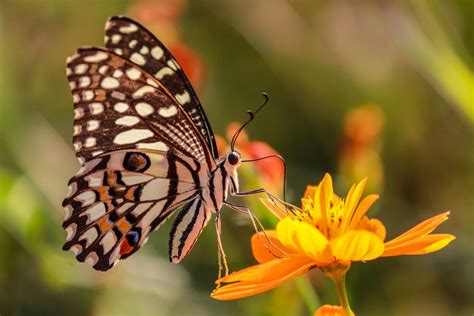 Butterfly Pollination