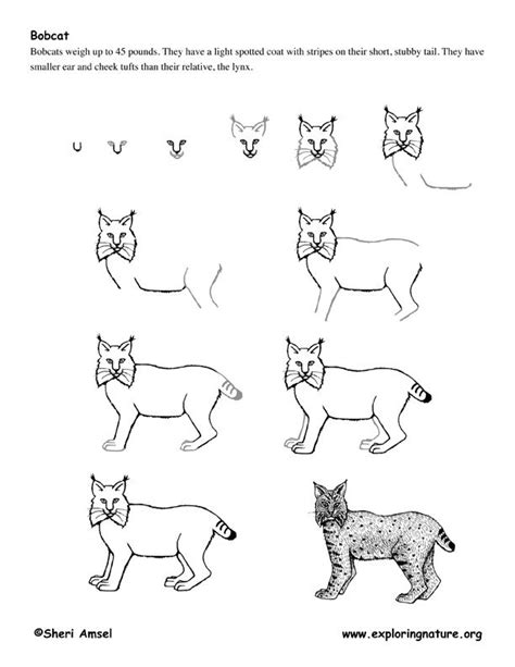 Draw this cute cheetah by following this drawing lesson.subscribe: http://www.exploringnature.org/graphics/drawing/bobcat ...