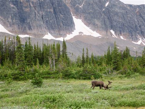 High Sights Guiding — Backcountry Hiking In Jasper National Park