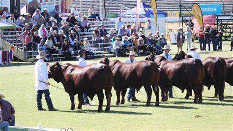 ‘critical To Ekkas Survival Cash Coming To Keep Royal Show Alive The Courier Mail
