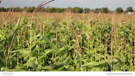 Young Corn Stalks In A Big Corn Field Stock Video Footage 4239387