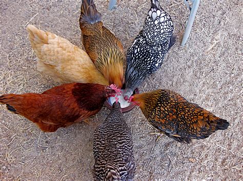 Choosing The Right Breed Of Chickens Central Coast Gardening