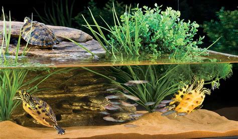 What Fish Can Live With Turtles In Tank Hygger