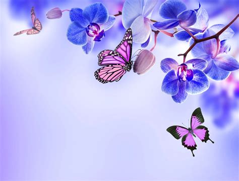 Beautiful flowers images hd wallpapers download. Beautiful Butterflies and Flowers Wallpapers (56+ images)